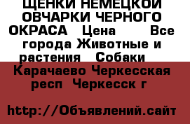 ЩЕНКИ НЕМЕЦКОЙ ОВЧАРКИ ЧЕРНОГО ОКРАСА › Цена ­ 1 - Все города Животные и растения » Собаки   . Карачаево-Черкесская респ.,Черкесск г.
